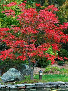 日本红枫：乔木与灌木形态之美