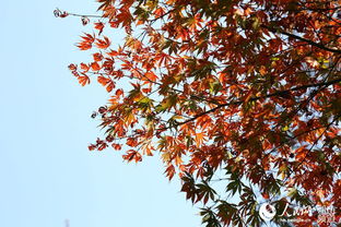 小雪山色染红枫——岳麓山与日本红枫的秋日絮语