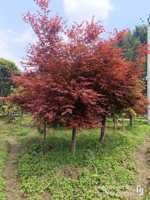 日本红枫-红舞姬 优质苗木的选购与市场分析