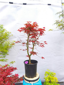 日本红枫出猩猩 独特品种的魅力与养护指南