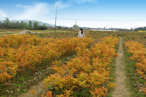 日本红枫 精品1公分橙之梦红枫批发价格与市场分析