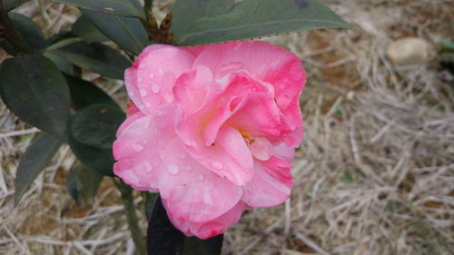 茶花小苗与日本红枫的批发与采购价格分析