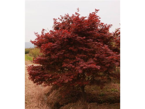 广西地区日本红枫的形态特征