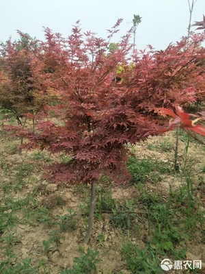 精巧雅致的3.4公分日本红枫