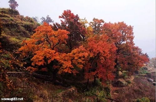 12月9-10日周末休闲徒步 探访中国最美大会岭红枫古道与百丈漈风景区