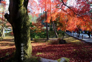 红枫金叶 2018年深秋的日本红枫之旅
