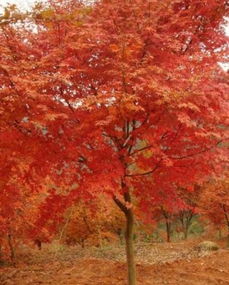 日本红枫 近百种植物中的璀璨明星