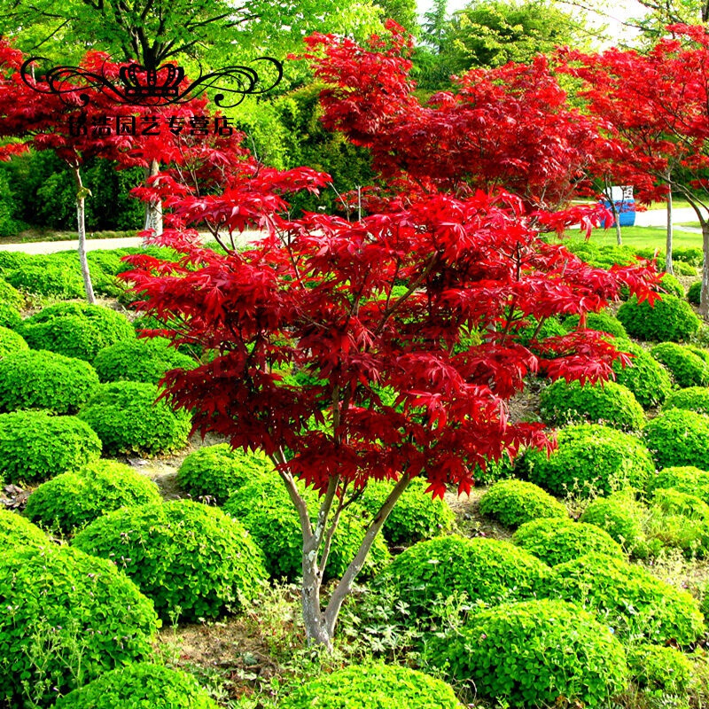 日本红枫 庭院中的秋日红霞
