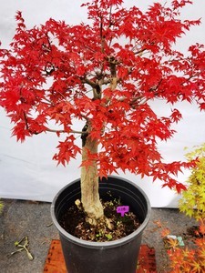 日本红枫“出猩猩” 园艺中的绚烂瑰宝