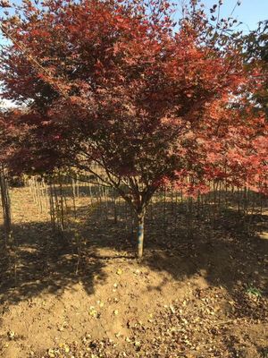 江苏地区日本红枫销售信息 优质苗木1200元/株