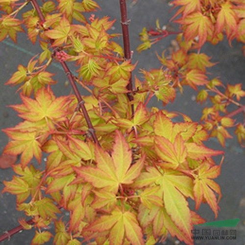 橙之梦日本红枫盆景制作全攻略 从红枫苗到艺术精品的蜕变