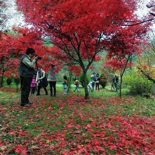 2018年最后96天 日本红枫打造最美景区黄金时段