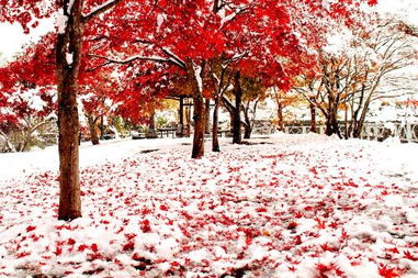 日本红枫品种选择指南 生长速度与叶形美观的平衡