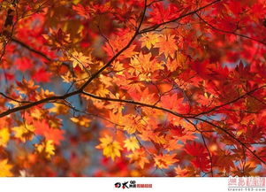 日本秋色 红枫掩映下的绝美富士山