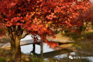 上海小众赏枫地盘点 日本红枫正当时，这些地方即将刷屏朋友圈