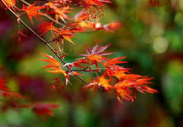 四明山樱花红枫1日游 含丹山赤水大峡谷与日本红枫的醉人秋色