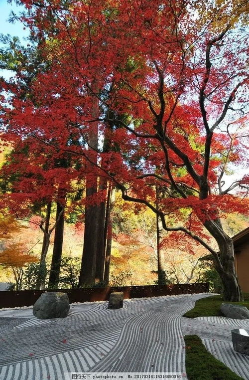 红的热烈，简得禅意 日式庭院中的日本红枫植物配置艺术