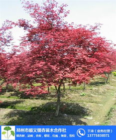 秋色如画 探秘顺义红枫基地与日本红枫高清大图赏析