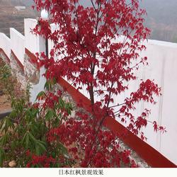 日本红枫树嫁接技术与河南舜枫农林的实践