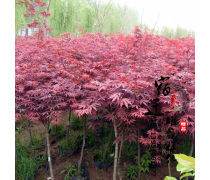 日本红枫 秋色中的绝美风景