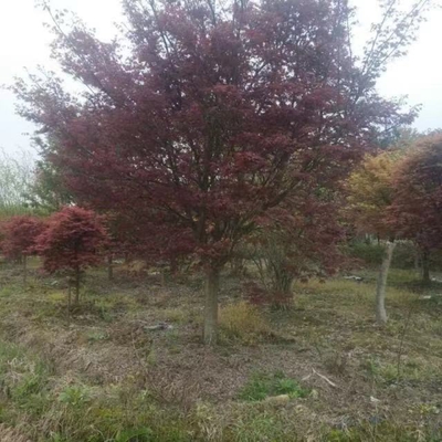 日本红枫的购买渠道与价格分析——以浙江12公分日本红枫为例