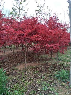 山东青岛彩虹谷农场 日本红枫红舞姬，仅20元/株，打造园林艺术新境界