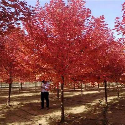 红枫家族嫁接术 从中国红枫到日本红枫的园艺融合