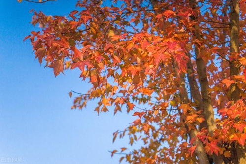 枫红日本 匠心培育与文化意象中的红枫之美