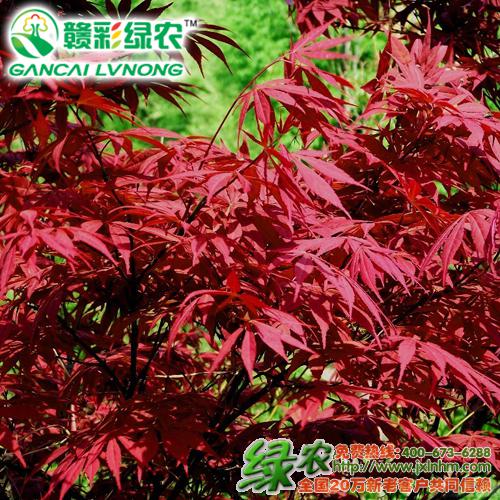 红枫树苗是什么样