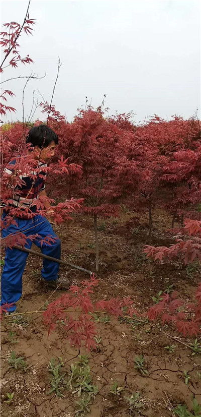 头条 陕西日本红枫 南北方常用苗木 裕森苗圃