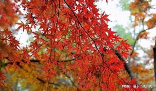 西湖边的 红叶大道 ,有500多棵枫树,游客说酷似日本京都
