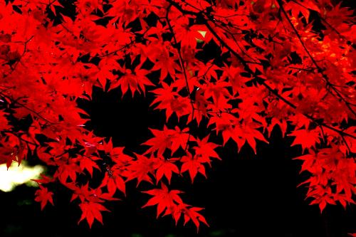 日本红枫那一种张的 快 叶子那一种最好看 行家回答下