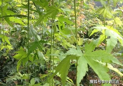 槭树品种之日本红枫流泉