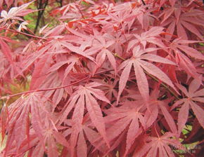 想知道日本红枫如何养