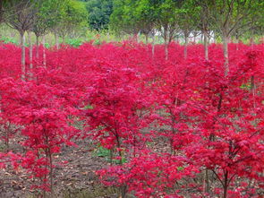 地径4公分5公分8公分日本红枫小苗 日本红枫价格