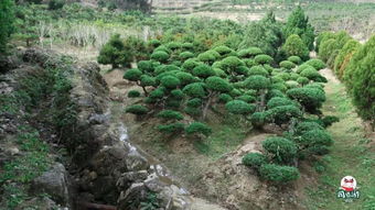 福州惊现秋天的童话 日本红枫 漫山杜鹃...快来