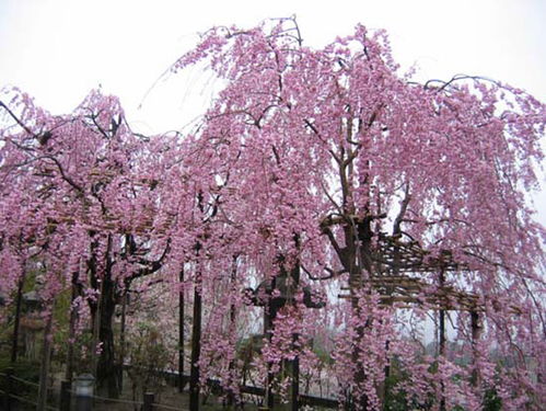 八重垂枝樱花花朵形状
