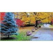 宣城苗木农村合作社