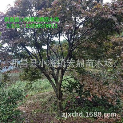 【日本红枫小苗浙江日本红枫苗木低价批发处理价格实惠】新昌县小将镇宏鼎苗木场 - 产品库