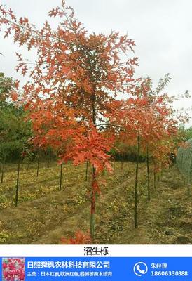 行道树_舜枫农林_行道树羽毛枫