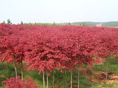 日本红枫 四季变幻的园林瑰宝