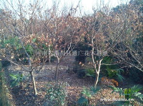 日本红枫 潢川县通广花木基地的园林瑰宝