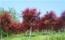 红枫品种鉴赏与市场探析