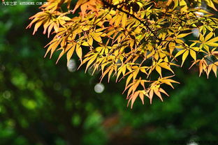 日本红枫 秋日园林中的一抹绝美赤红