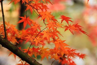 国内四大赏枫圣地 秋意浓枫叶红，哪里的枫情更入你的眼？