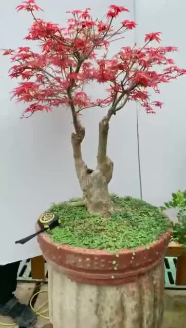 日本红枫盆景 两杆式造型的魅力与欣赏