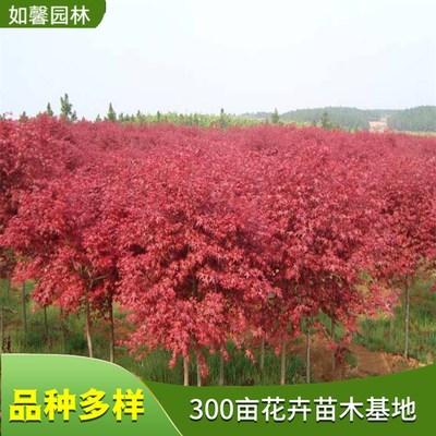 日本红枫 园林绿化与街道景观的理想彩叶树种