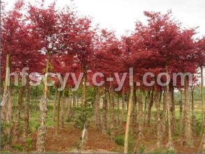 红枫之美 中国红枫与日本红枫对比浅析