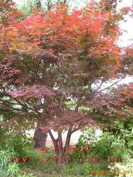 日本樱花与红枫小苗 绿化苗木的优质选择