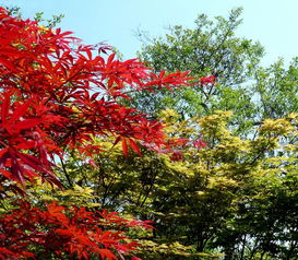 日本红枫小景 秋色中的东方韵味